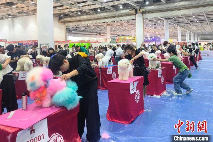 精细化消费加速孕育宠物经济新职业