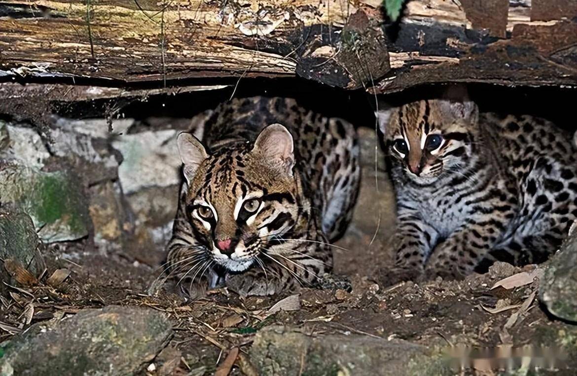 云南元江发现"石虎",性情凶猛残暴,跑到村民家中咬死30多只鸡