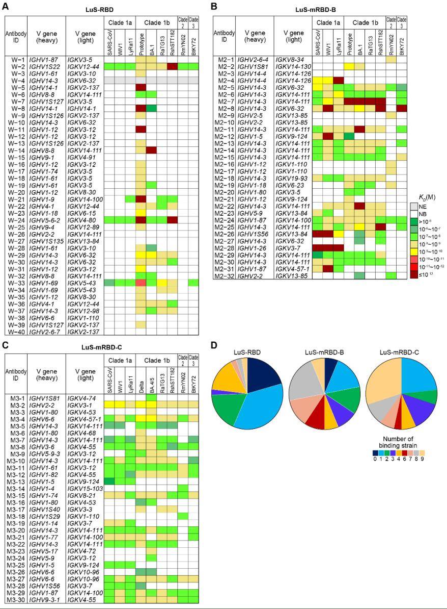 cell reports |高福/戴连攀团队揭示马赛克纳米颗粒诱