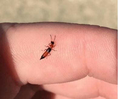 隐翅虫的种类繁多,是目前为止动物界物种多样性最高的一个科,其中对