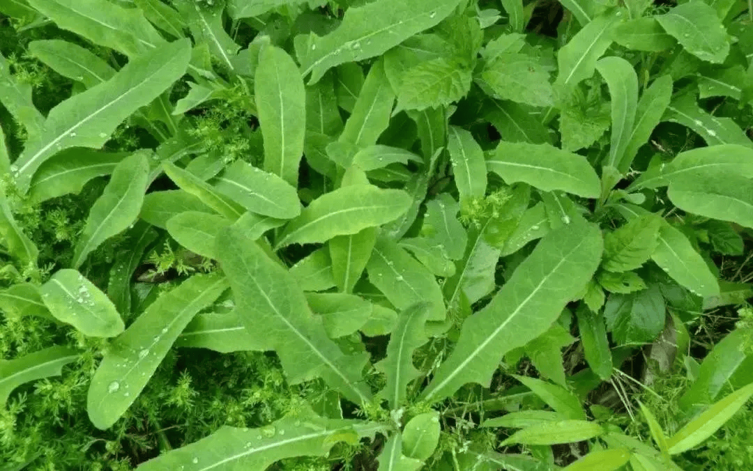 将满未满,刚刚好_苦瓜_来源_图片