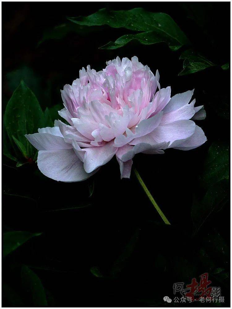 单瓣花的花瓣数量较少,通常只有一层或少数几层,呈现出较为平坦的形态