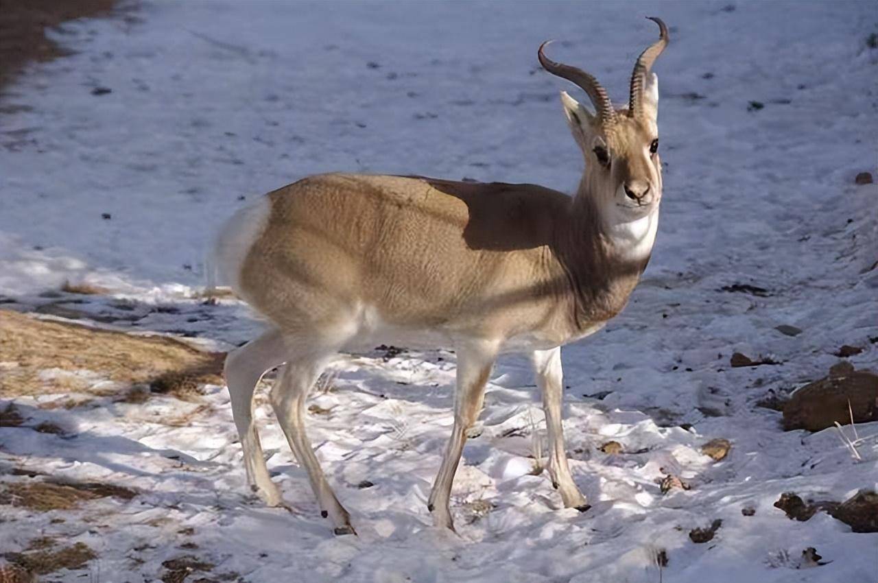 自然探秘所|走进西宁野生动物园_大熊猫_繁育_雪豹