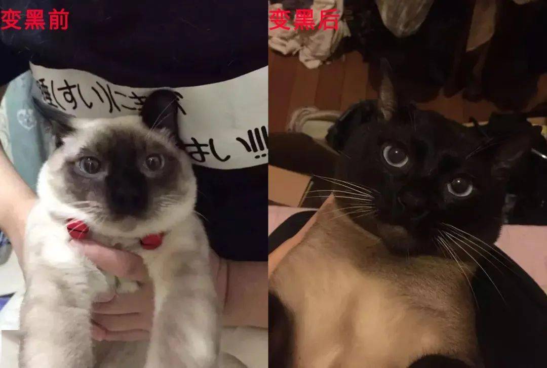 暹罗猫竟是猫届菲佣?真相是.