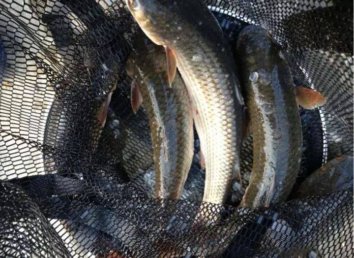 经验告诉我们,只要投点准确,三竿下去,就有鲻鱼光顾,一天下来钓得您