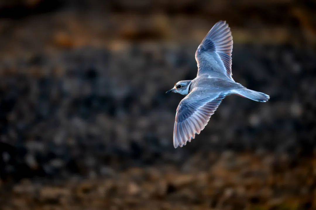 一大波高清美图!