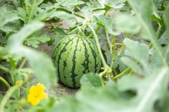 金山瓜果的"甜蜜密码",是……_漕泾镇_生产_西瓜