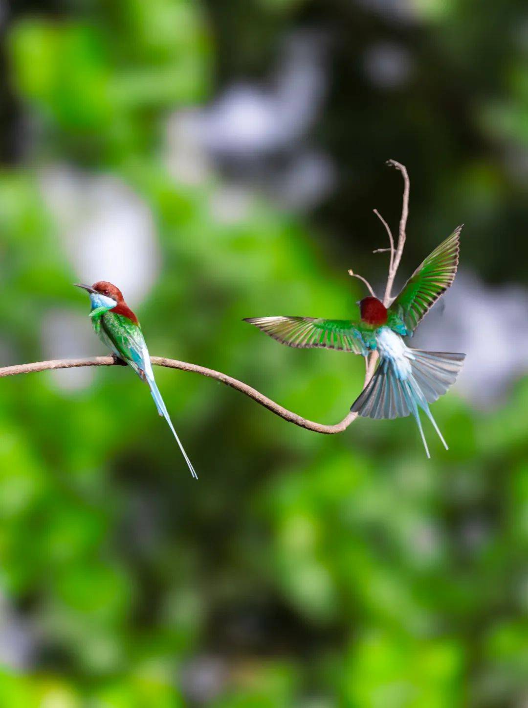 "太力杯"2024中国(京山)野生鸟类生态摄影大赛大奖新鲜出炉