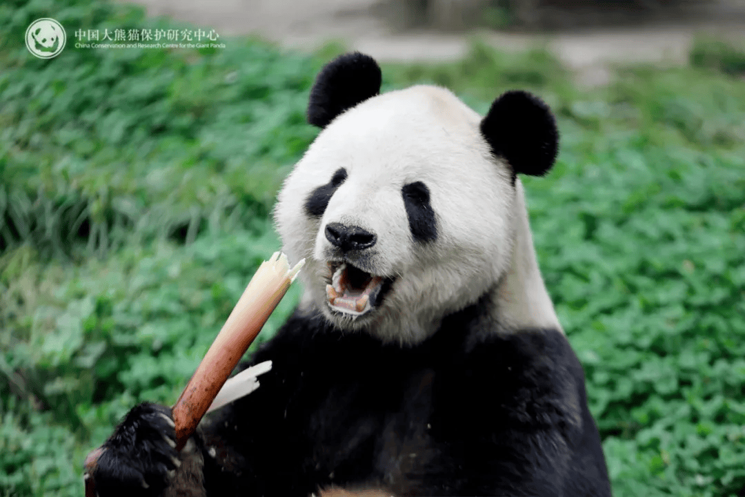 熊猫“美香”一家遭藏匿虐待？谣言！