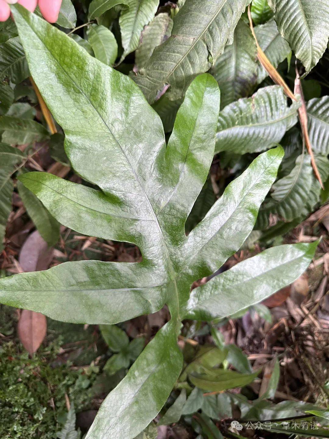 南方阴生植物图片