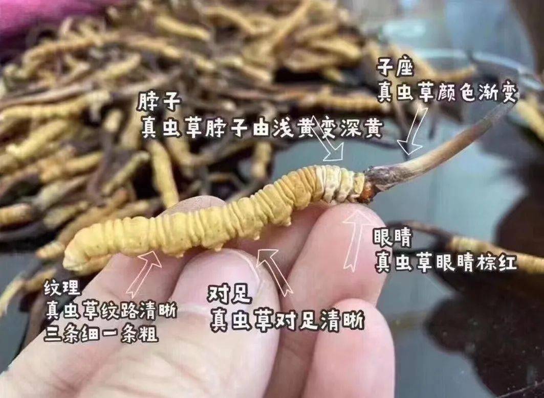 信任匮乏的年代,与其黄婆卖瓜,不如教会大家_冬虫夏草_那曲_果洛