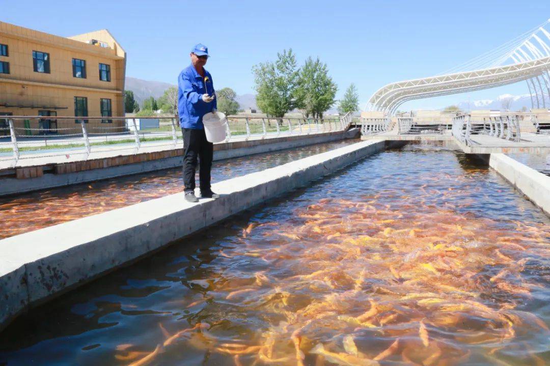 温泉县冷水鱼产业向"新"而行