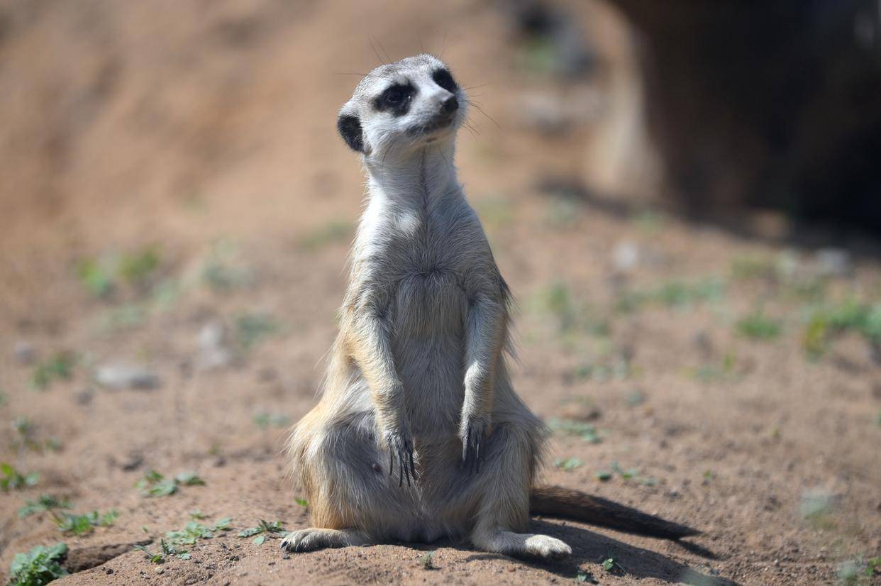 莫斯科动物园的动物们