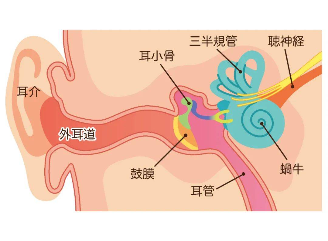 这背后的机制既复杂又精妙,涉及到耳朵内部的微观结构