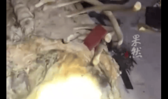 海南海边发现骨架2米不明生物尸体我国在酒泉卫星发射中心使用快舟