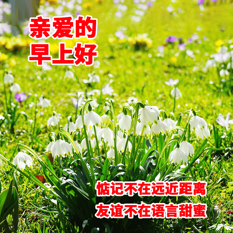 今日最新版早上好表情图片大全,真心的问候,不变的祝福