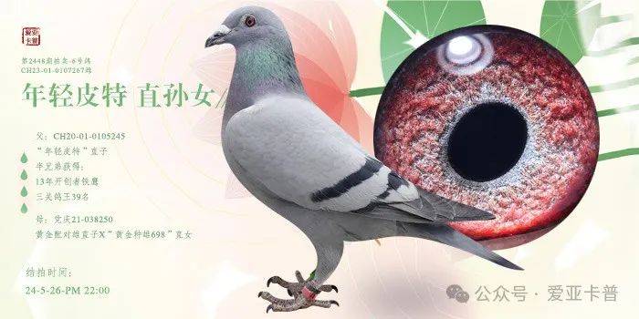 皮特"直子半兄弟获得:13年开创者铁鹰三关鸽王39名半兄弟作出子代获得