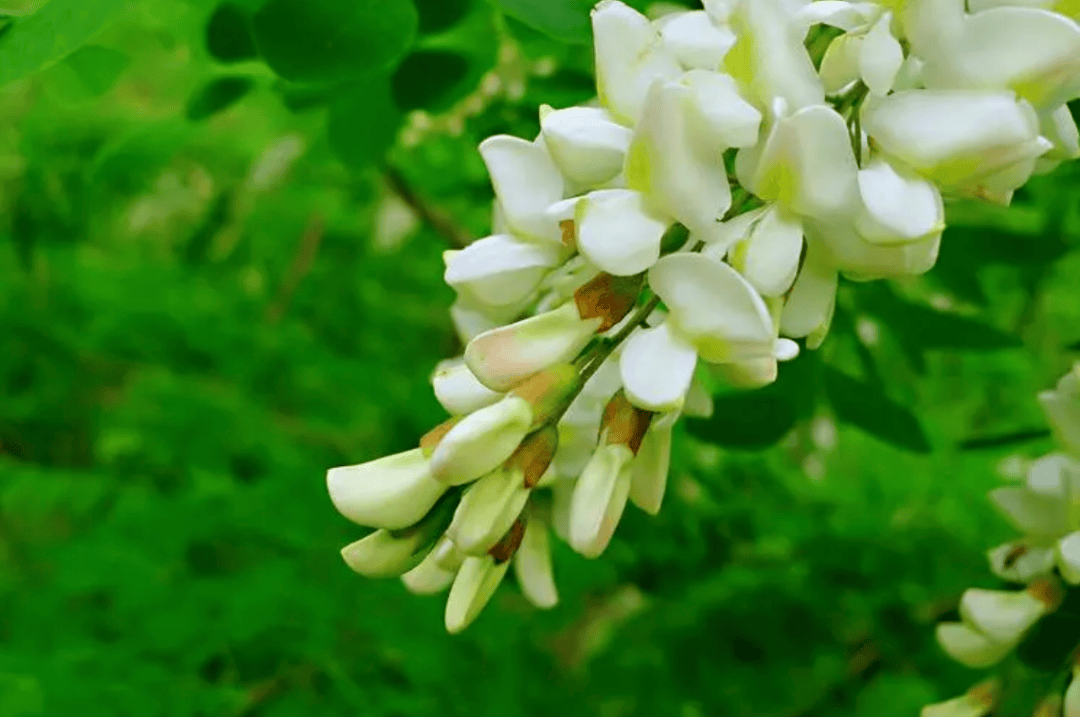 又香又甜的当季鲜花