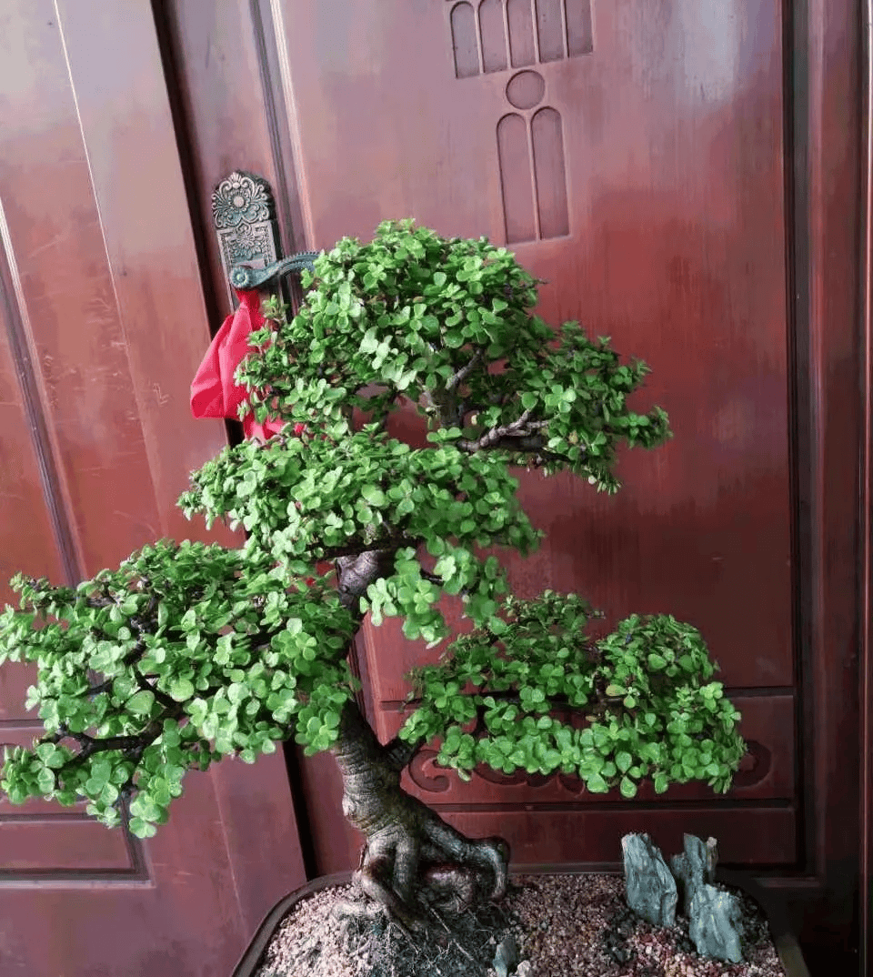 金枝玉叶太好成活,在花市都比较少见,随便剪根枝条扦插到土里,就能