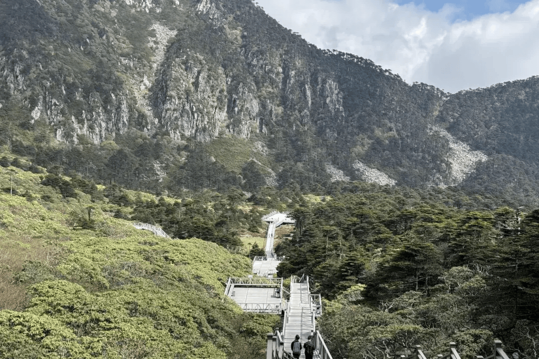大理苍山洗马潭杜鹃花海"上新"