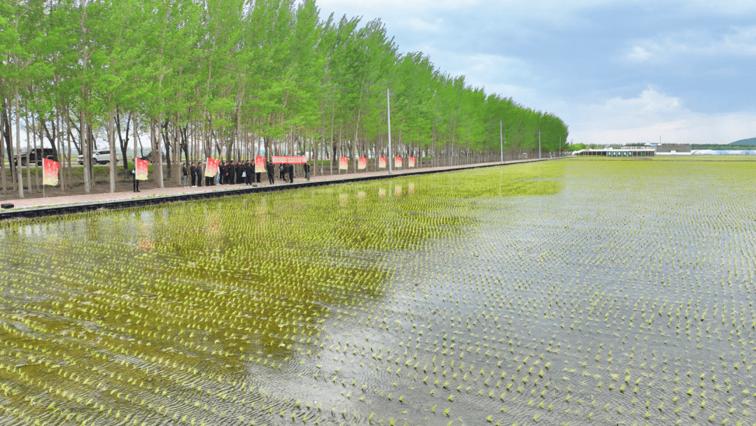 江川农场举办"建功北大荒 奋进新征程"插秧劳动竞赛表彰仪式