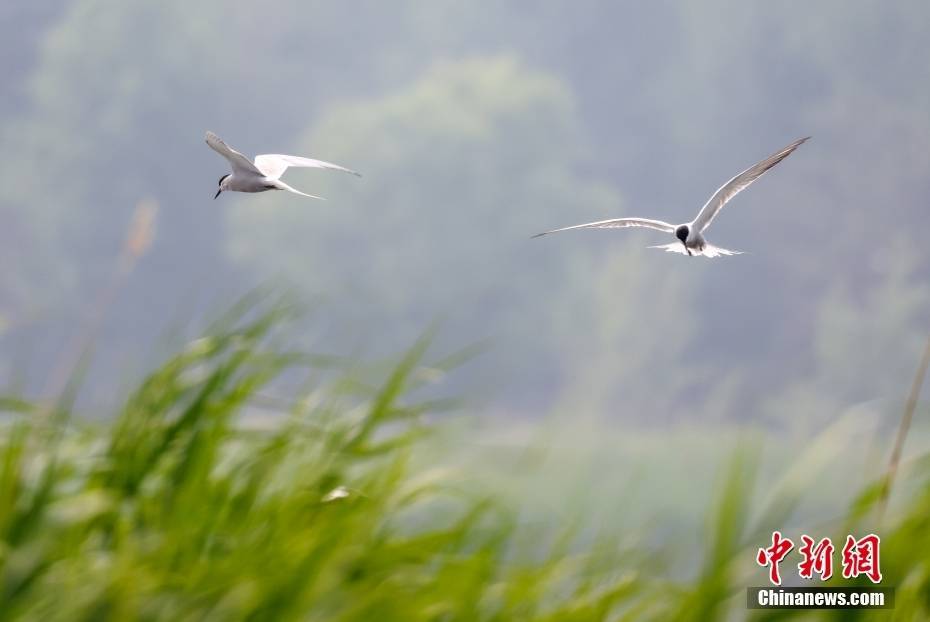 北京宛平湖湿地生态美 国际生物多样性日