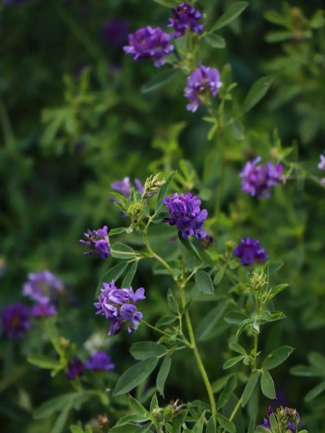 被誉为"牧草之王",广泛作为优质牧草,饲料.