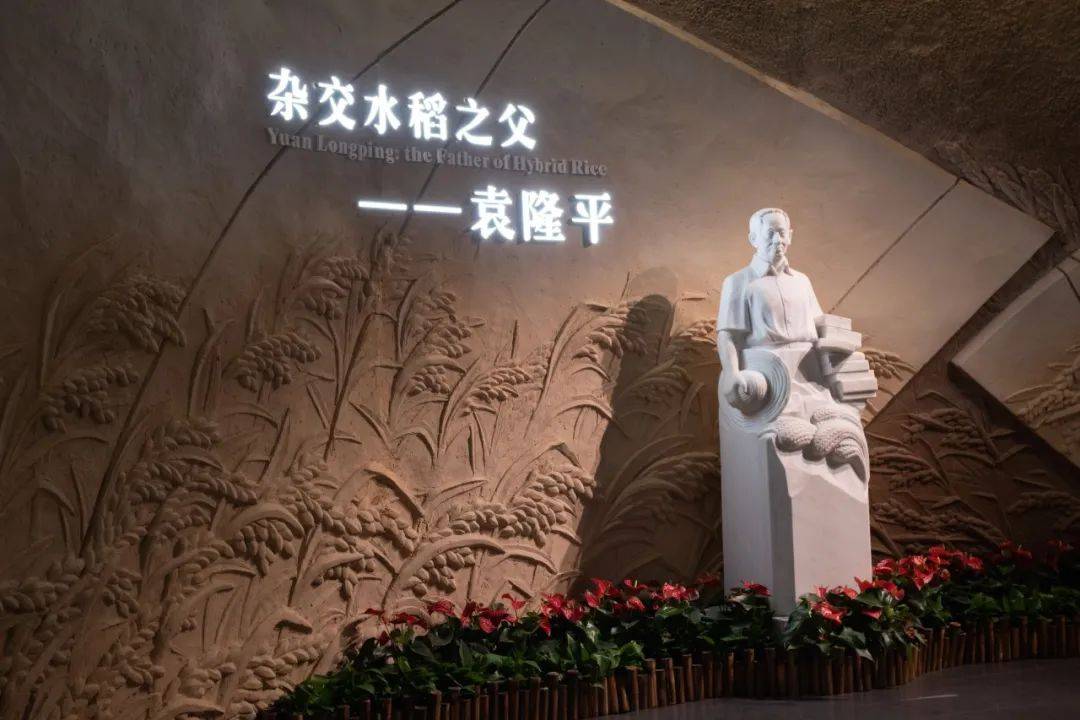 走进隆平水稻博物馆,看一粒种子改变世界