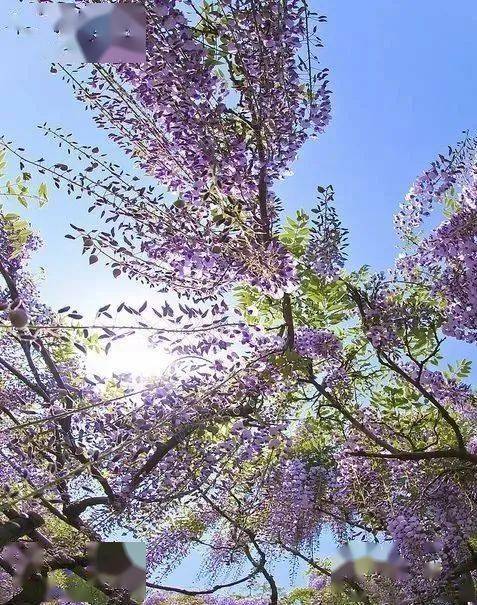 生如夏花,绚丽绽放!