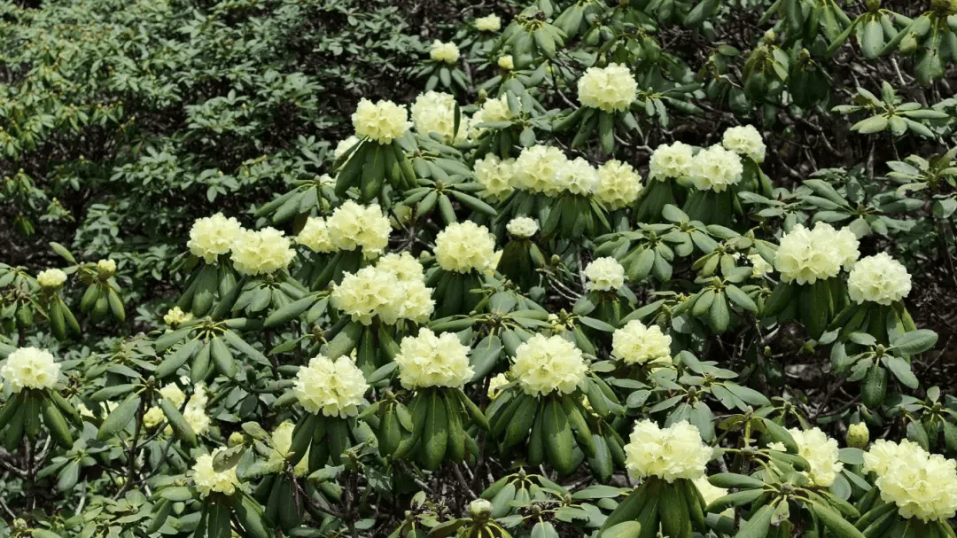大理苍山洗马潭杜鹃花海"上新"