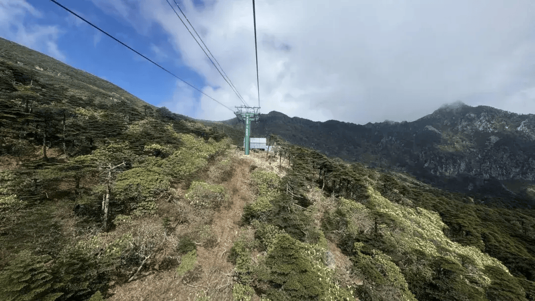 大理苍山洗马潭杜鹃花海"上新"_景区_索道_海拔