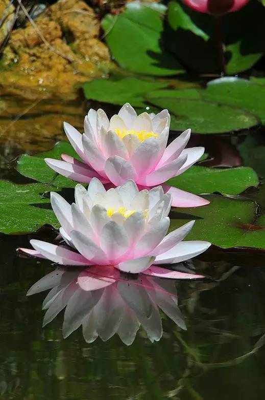 许多的花儿惧怕高温,渐渐的凋谢了,不过夏日不缺少阳光,更少不了鲜花