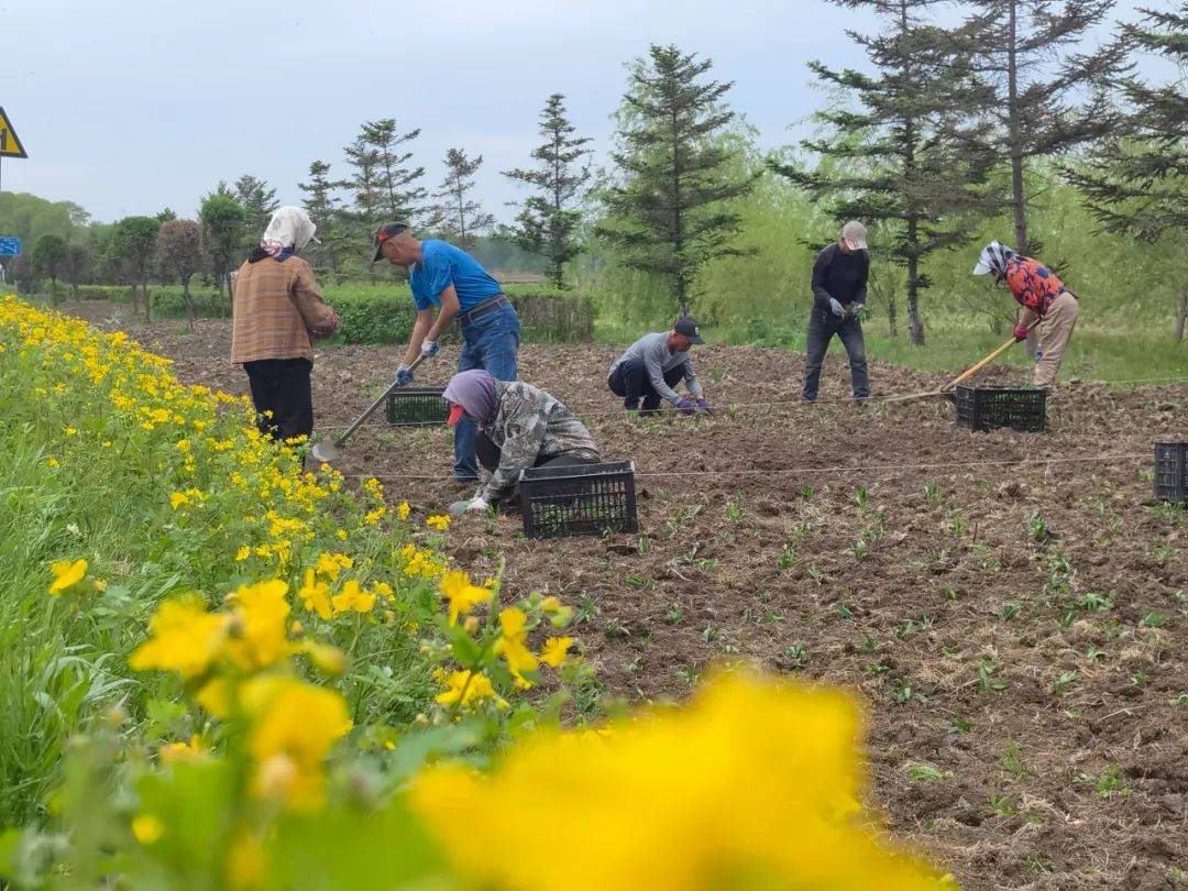 江川农场打造花海景观带 擦亮农旅文化"名片"