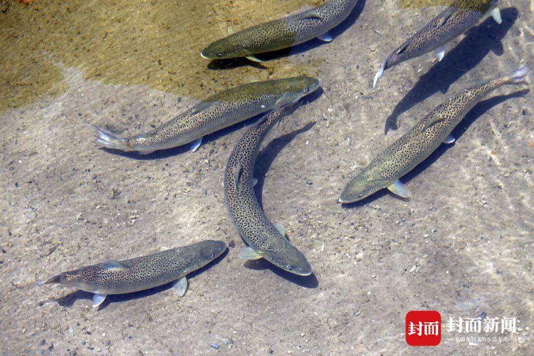 性鱼类,在河流生态系统中属于食物链顶端物种,在川陕哲罗鲑产地分布的