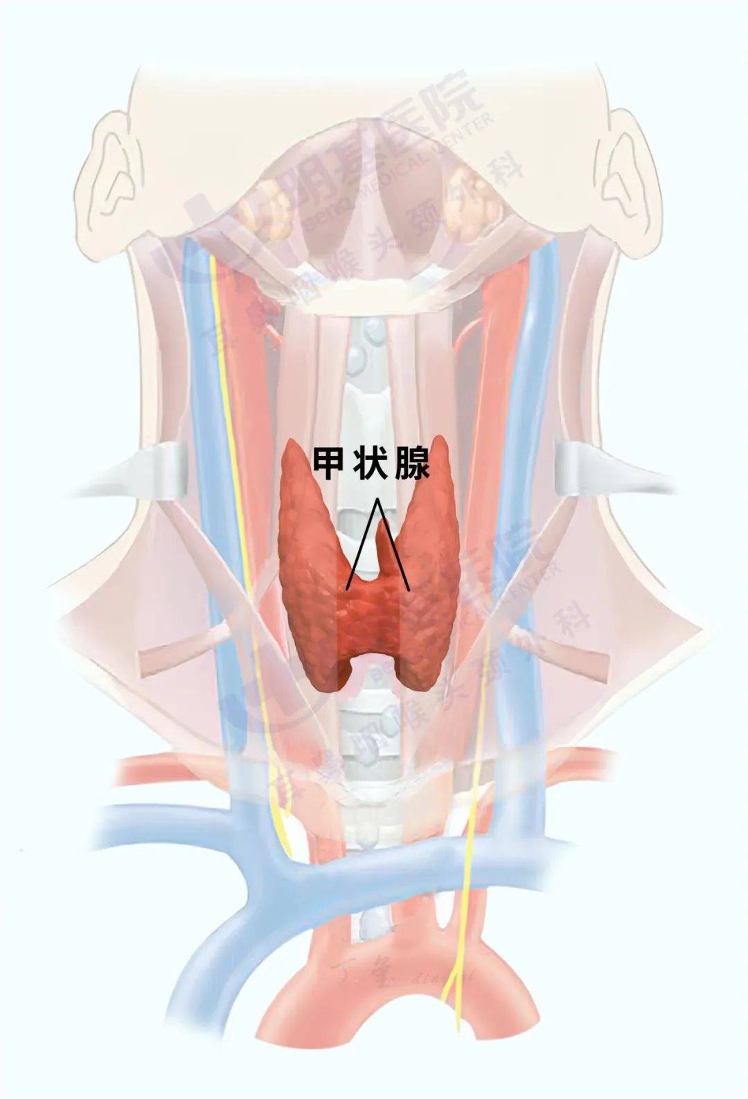 为什么会得甲状腺癌图片