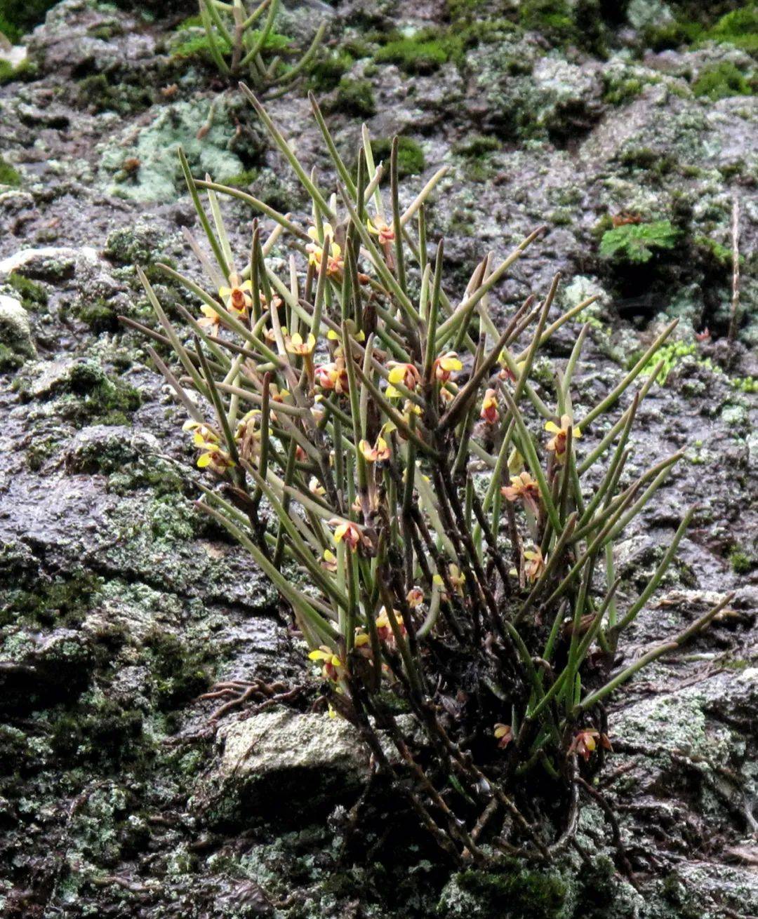 宁波丹霞,珍稀岩生植物聚宝盆