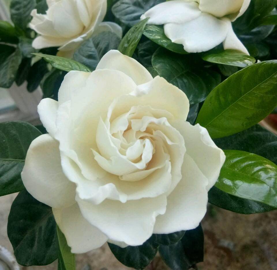 想养花不知道养啥好?根据3个方面选,越养越好,四季开花长爆棚