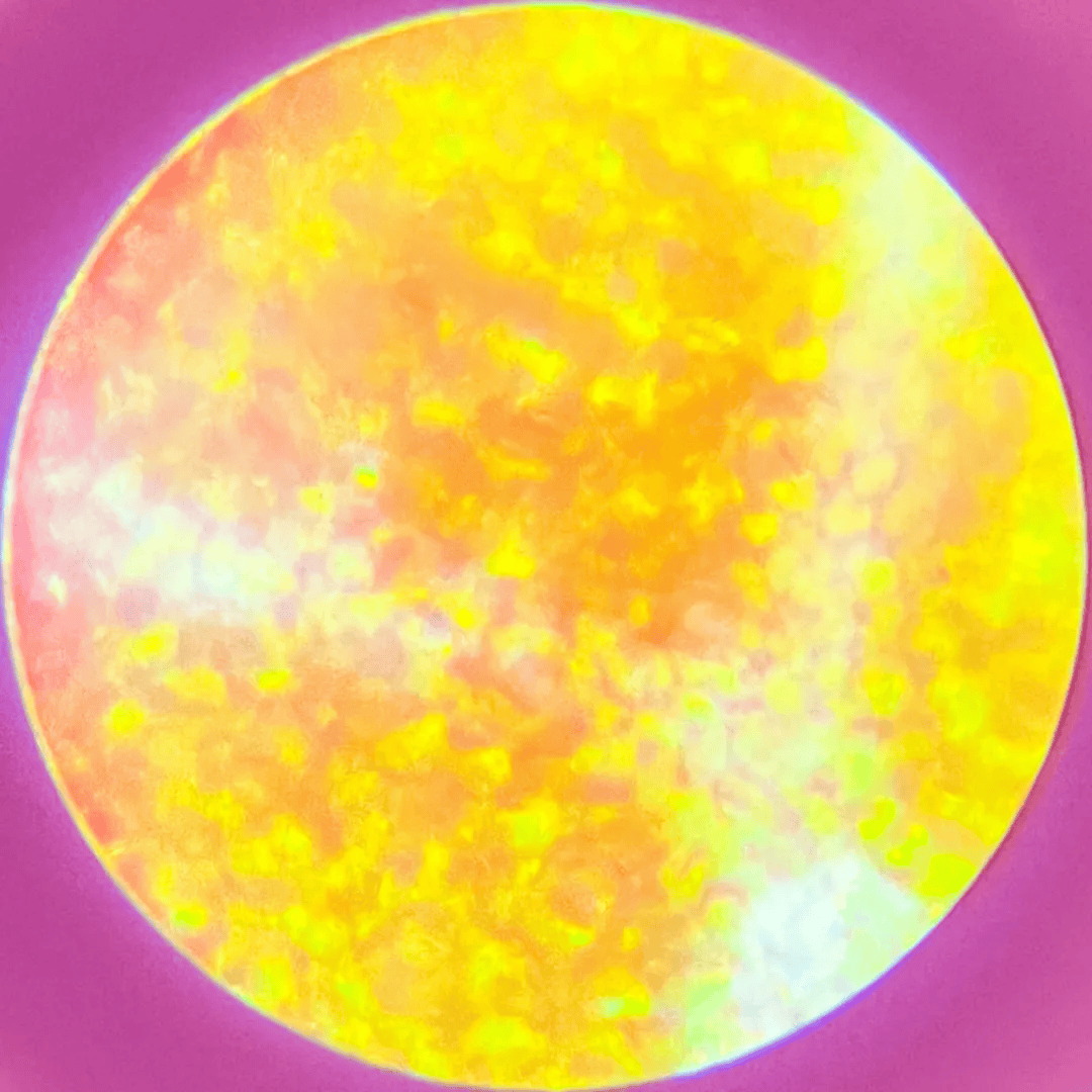 可以投影的「显微镜」再升级!放大350倍看世界,科学家从小培养.