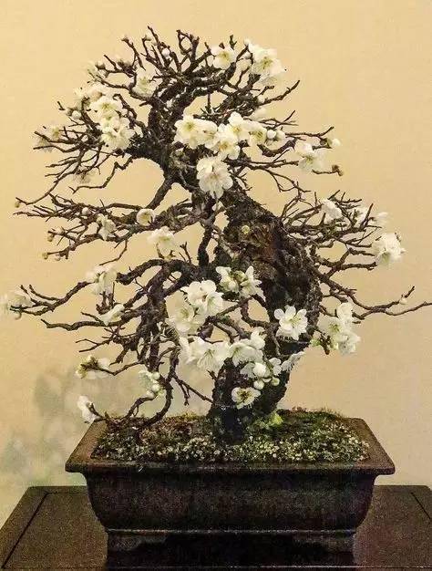 梅花盆景,个个精品!