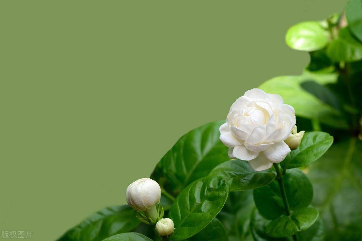 最香的"3种花",又美又长寿,一年四季开,能香一整年_茉莉花_栀子花
