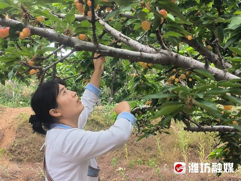 走进樱桃采摘园,一颗颗饱满的樱桃挂满枝头,十分诱人,游客们尽情品尝