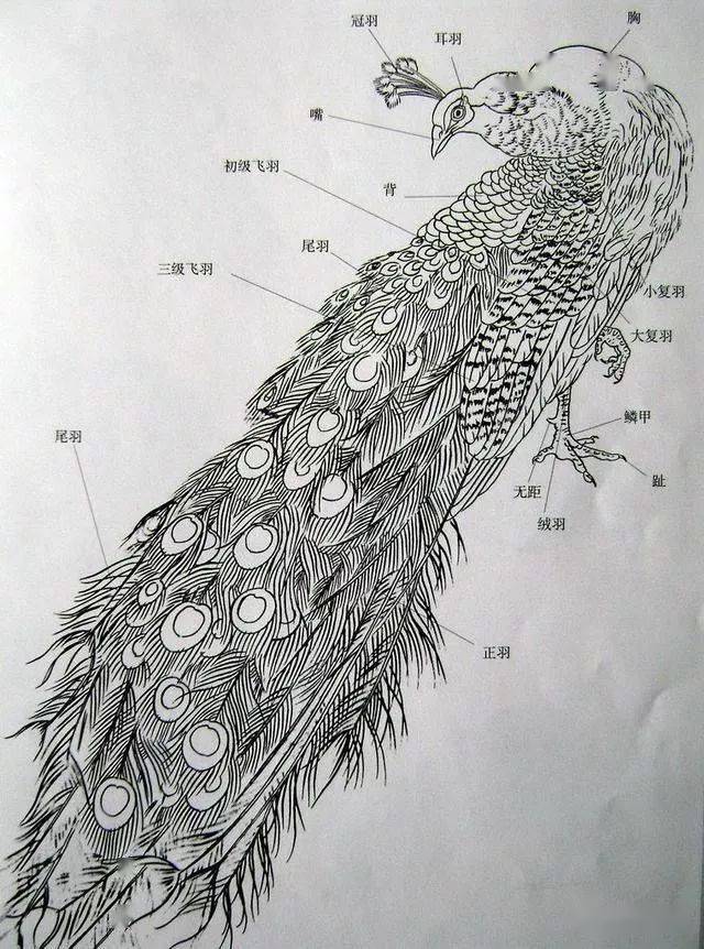 孔雀怎么画素描图片