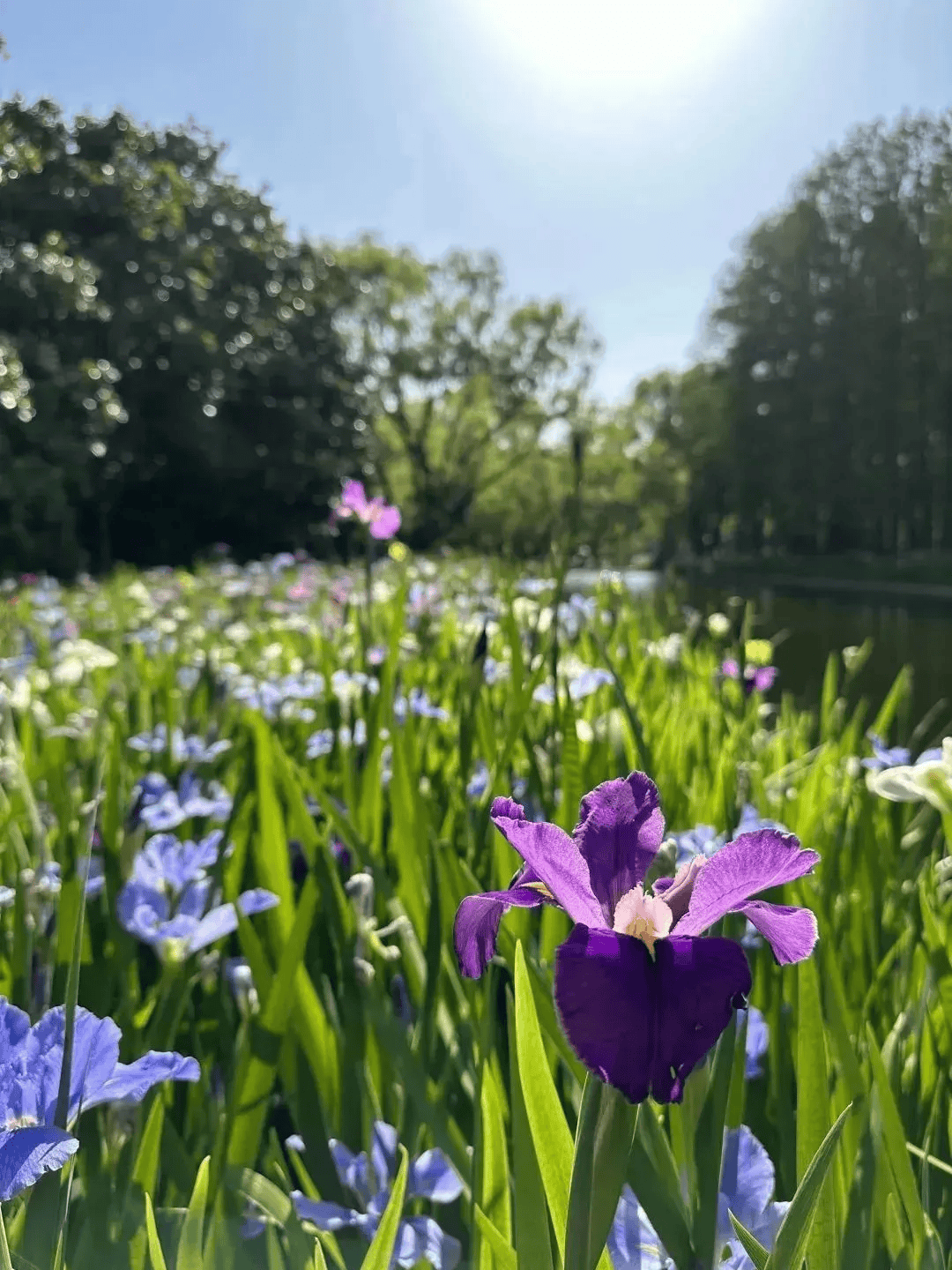 时值"2024上海薰衣草节"活动期间,在上海薰衣草公园,百亩薰衣草已悄然