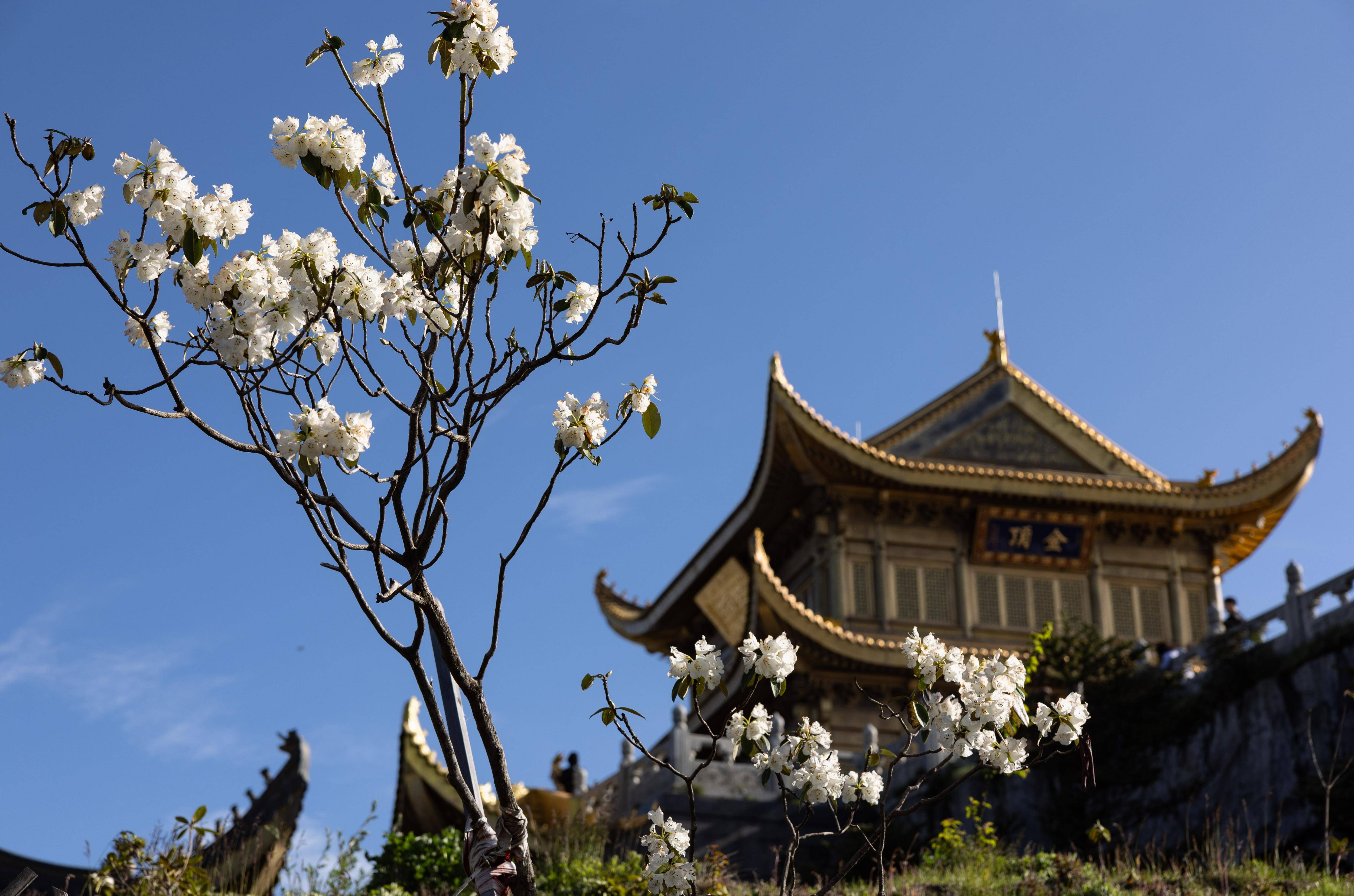 峨眉山山顶杜鹃花绽放