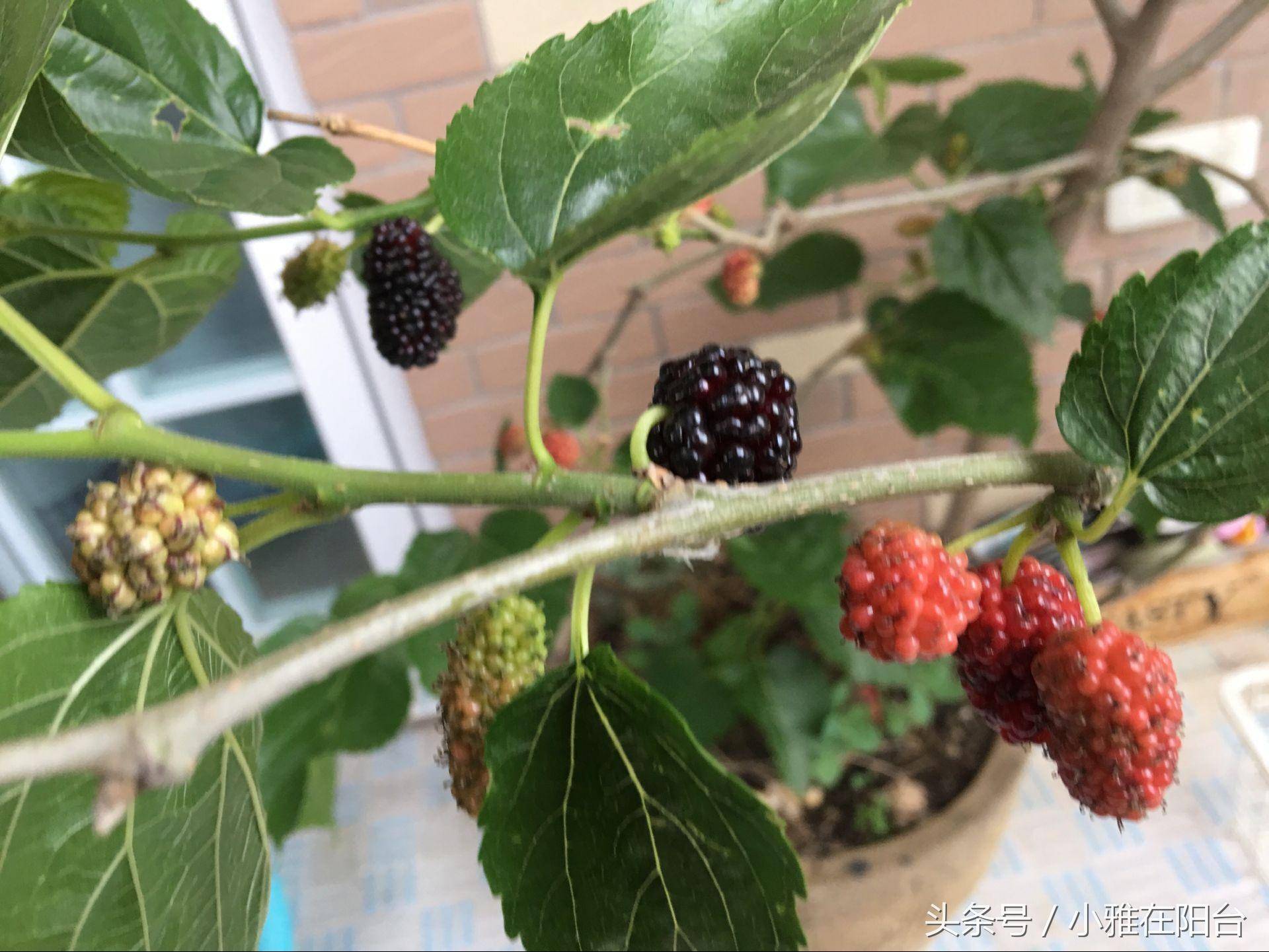 花盆里种的桑果成熟了,掌握这三点诀窍,果子又大又甜又多