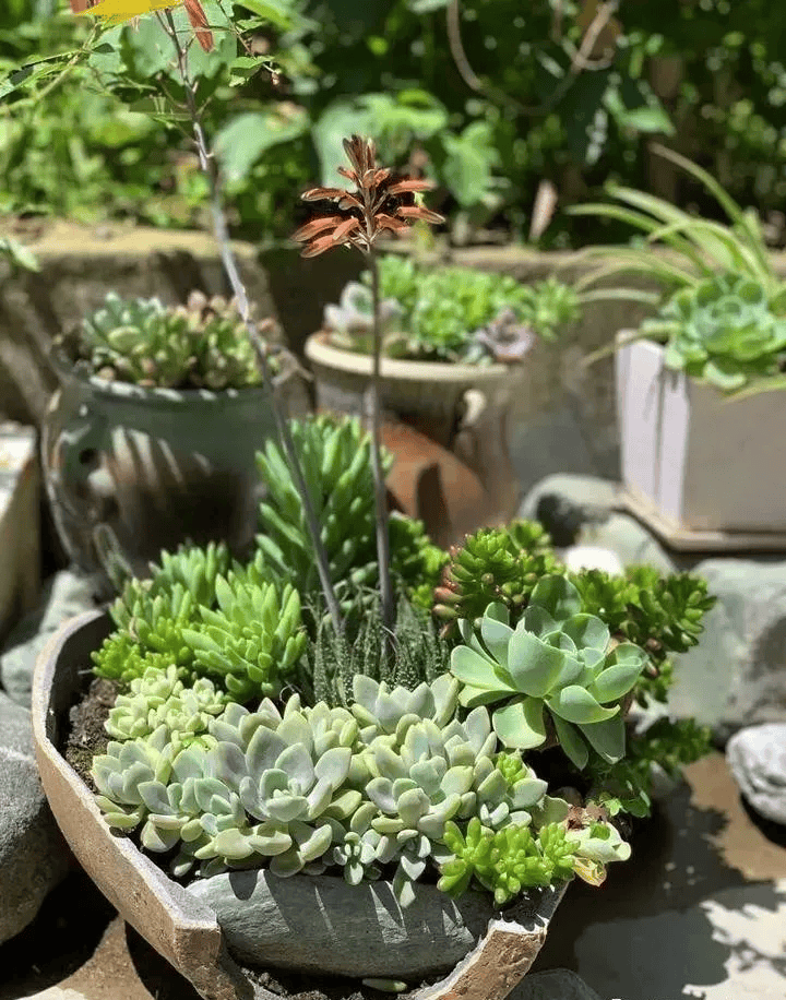 农村常见的大水缸,拿来养这6种花,缸缸花开到爆!