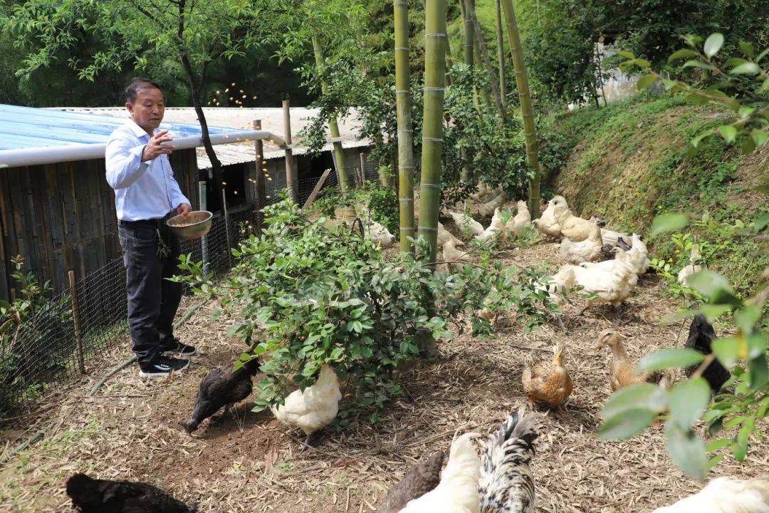 好安逸,兴文这里的乌骨鸡住进了"别墅"_乌鸡_兴文县_养殖