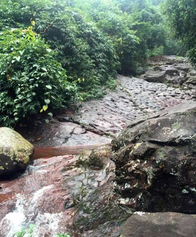 似黑鱼而非黑鱼,似泥鳅而非泥鳅,全身布满珠色亮点的"七星鱼"