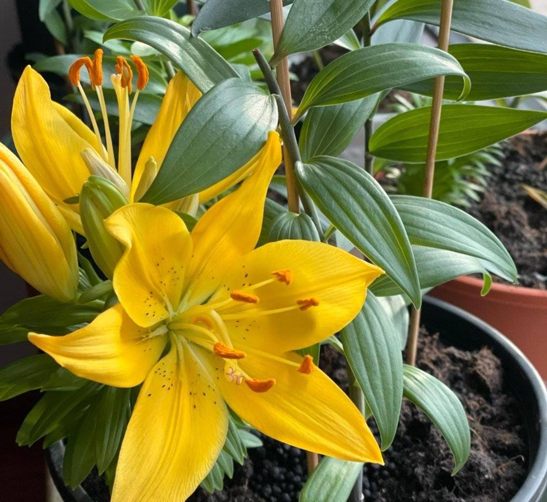 冬季如何养百合花?简单3步,来年开爆盆,花朵又大又多很鲜艳