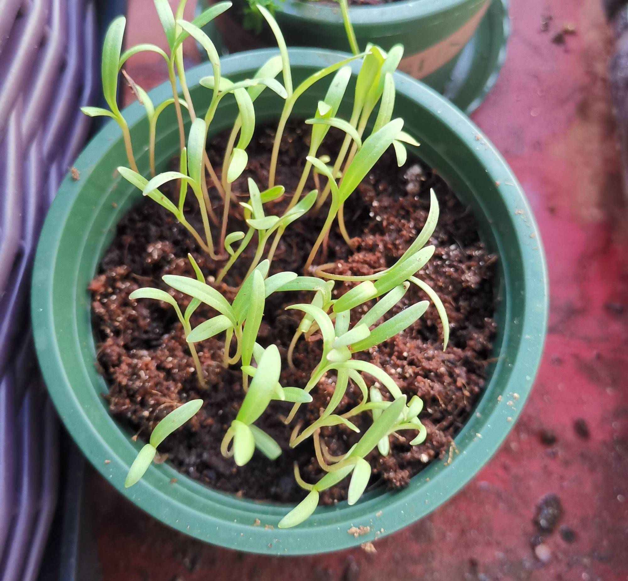在花盆里种,30粒左右的种子就足够多了,还有重瓣的波斯菊也是非常美腻